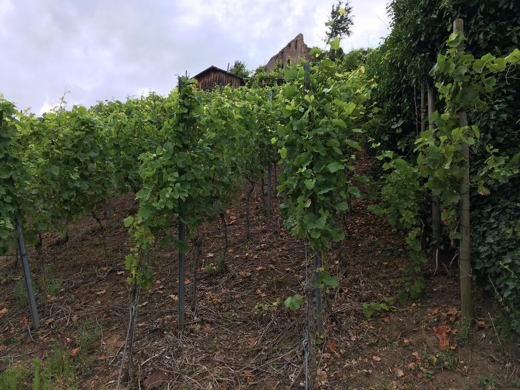 Gasthaus Zum Hirschen Staufen im Breisgau Eksteriør billede